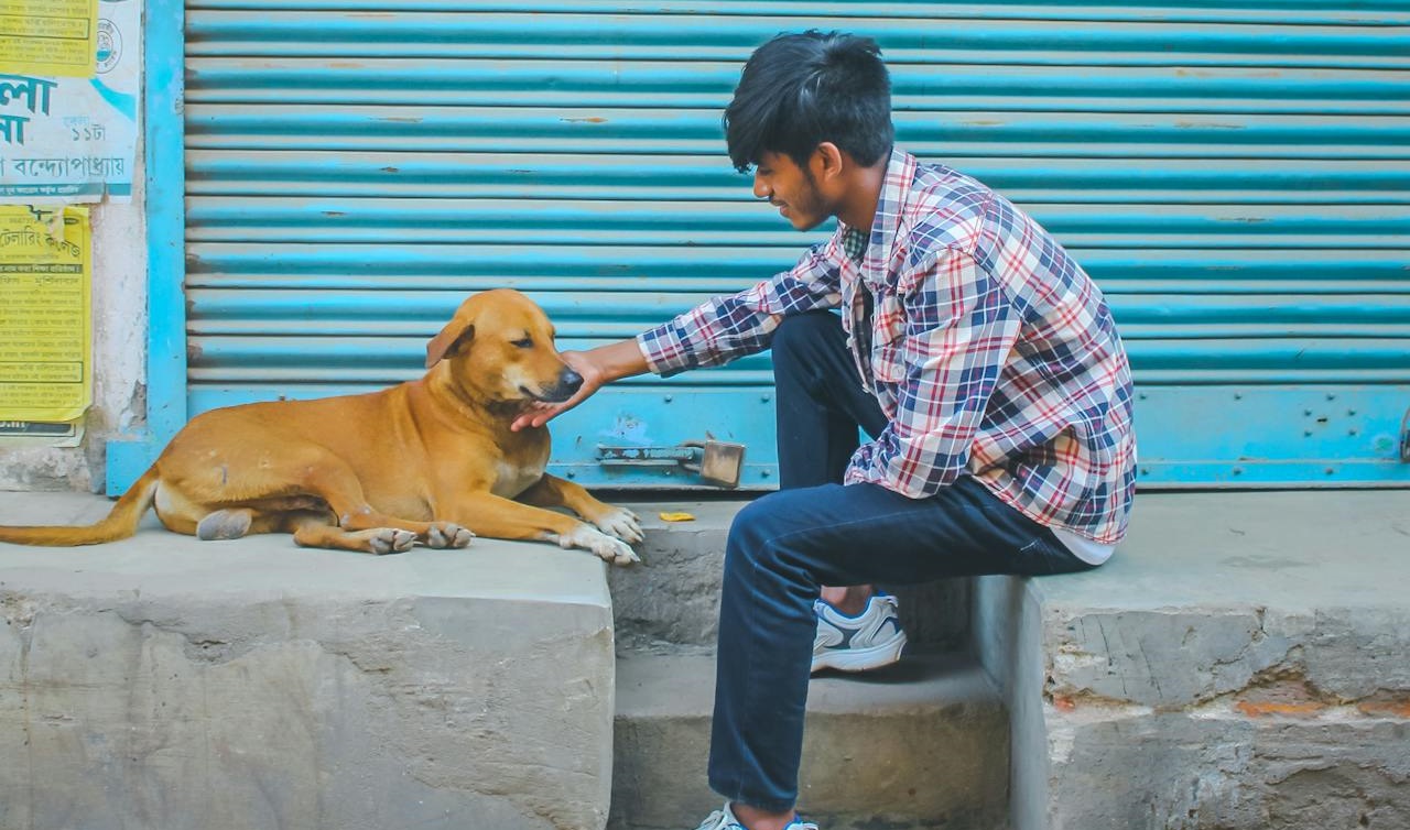 Para garantir a colaboração dos cães, os pesquisadores utilizaram guloseimas como incentivo