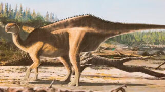 Espécie de dinossauro descoberta possui espinhos e se assemelha com uma iguana