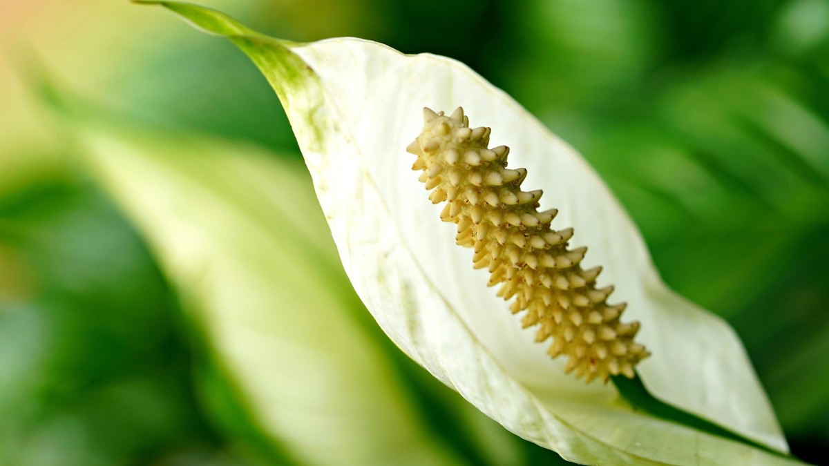 A planta garante um toque de elegância e frescor à decoração / ignartonosbg/Pixabay