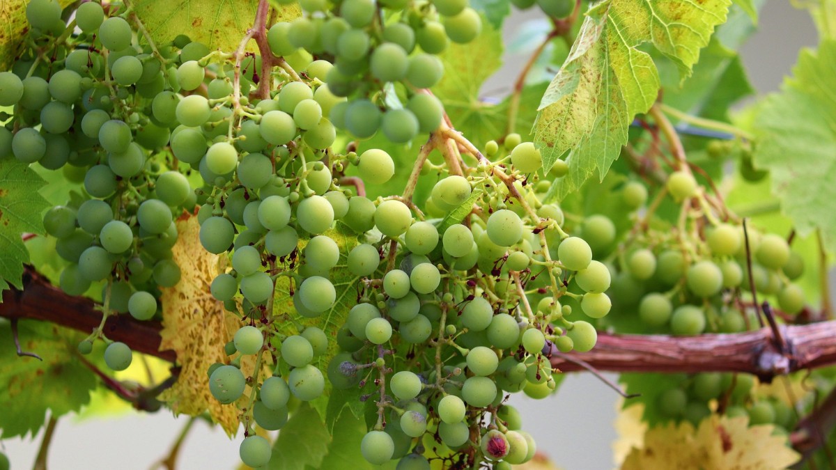Adotar a uva verde na alimentação diária é um passo inteligente para a manutenção da saúde / manfredrichter / Pixabay