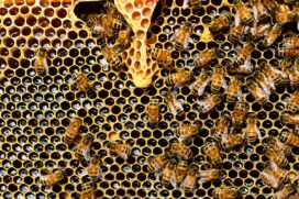 Ataques de abelhas superam os de serpentes em número de vítimas fatais