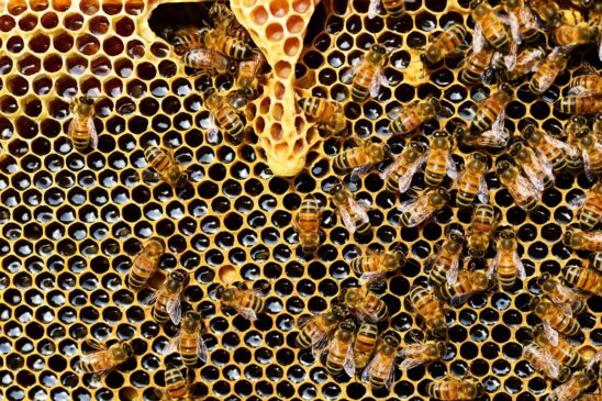 Ataques de abelhas superam os de serpentes em número de vítimas fatais