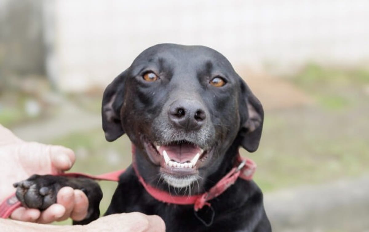 Todas as semanas, a Prefeitura divulga fotos e informações dos animais disponíveis para adoção nos canais oficiais