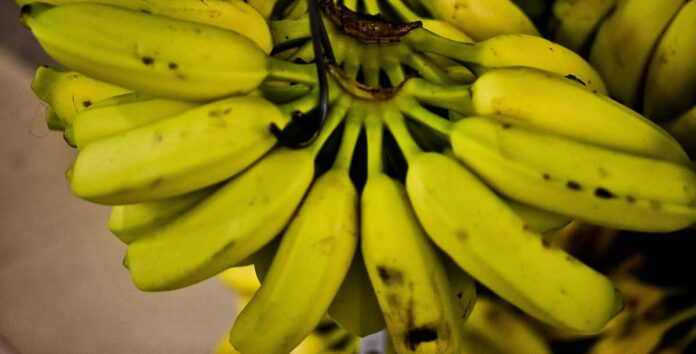 Como armazenar corretamente a banana sem que ela amadureça rápido?