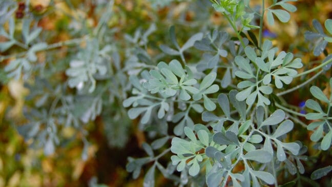 A arruda (Ruta graveolens) é amplamente reconhecida por seu efeito repelente natural / Pixabay/Justugly