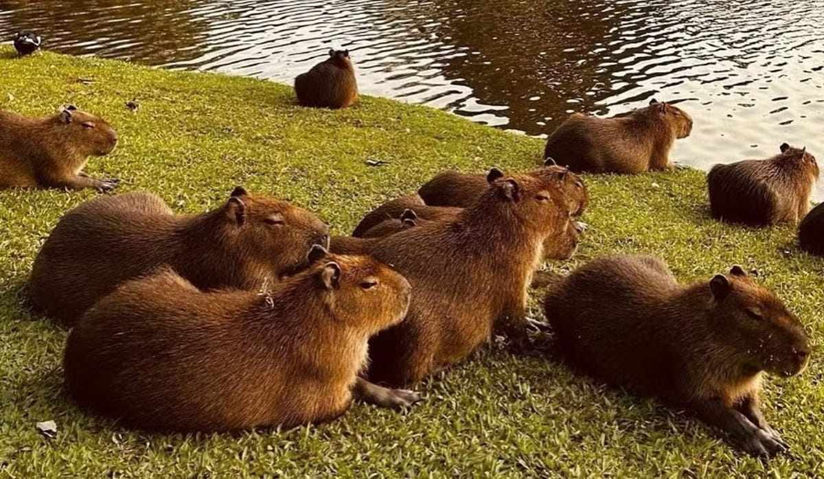 Embora vistas como parte do cotidiano da cidade e até transformadas em ícone cultural, as capivaras representam um risco sanitário relevante