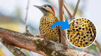 Felipe tem na fotografia um hobby e gosta muito de fotografar os passarinhos