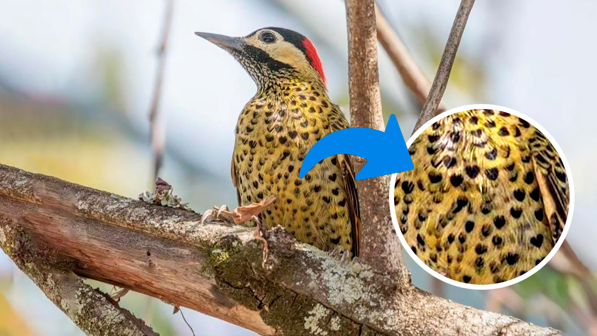 Felipe tem na fotografia um hobby e gosta muito de fotografar os passarinhos