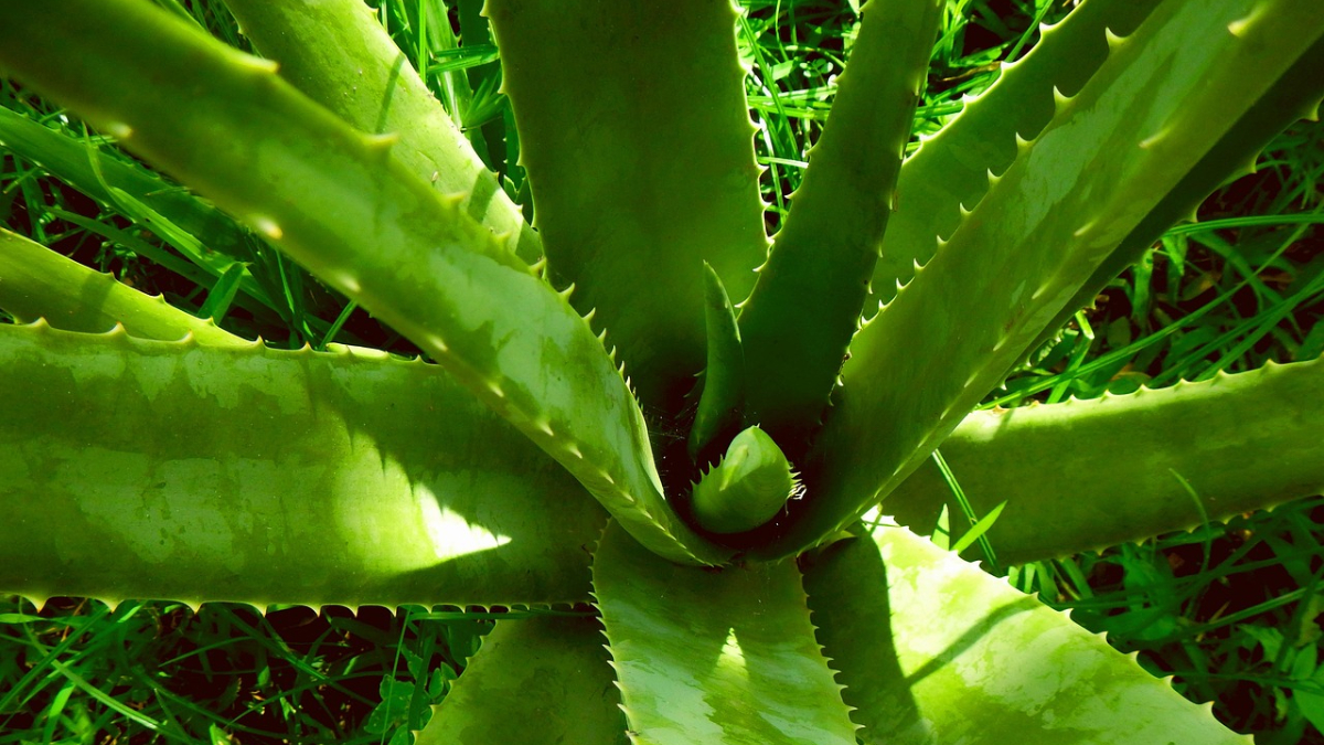 A babosa, por exemplo, é rica em minerais e favorece a produção de colágeno / Pixabay/Lernestorod