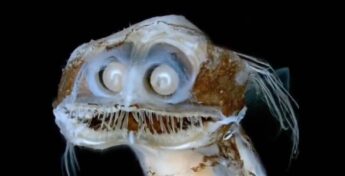 Peixe chamou atenção no mundo todo