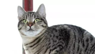 Fisicamente, o Brazilian Shorthair é considerado um felino de porte médio, musculoso, porém elegante