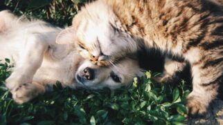 Região do litoral de São Paulo conta com diverso locais para adoção de pets