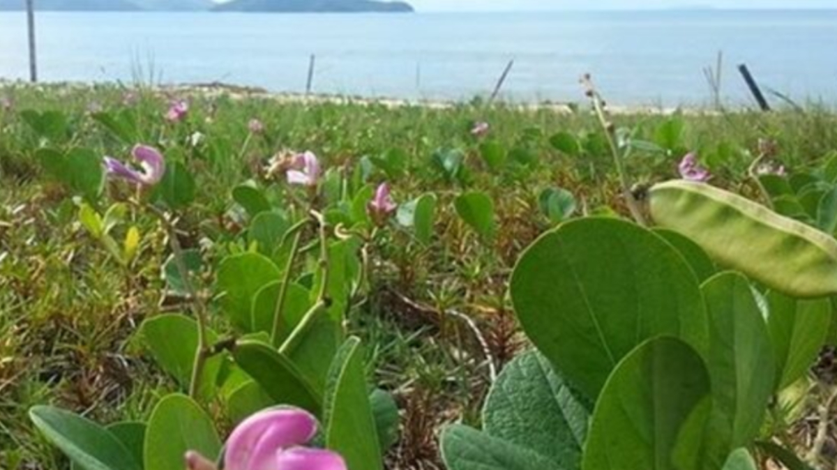 O jundu desempenha papel essencial na estabilidade das áreas costeiras