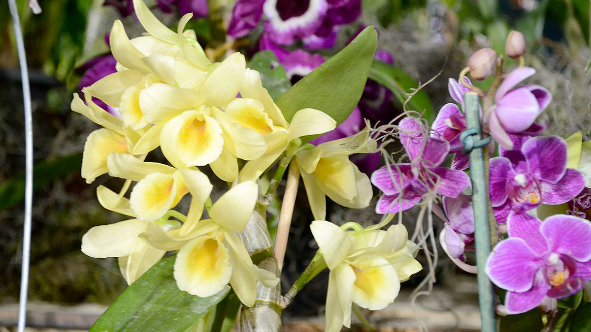 Várzea Paulista, charmosa cidade do interior do estado de São Paulo e integrante da Região Metropolitana de Jundiaí, carrega com orgulho o apelido de "Cidade das Orquídeas"