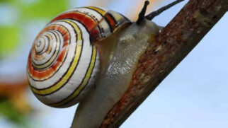 Esse visual chamativo é um enigma para os cientistas