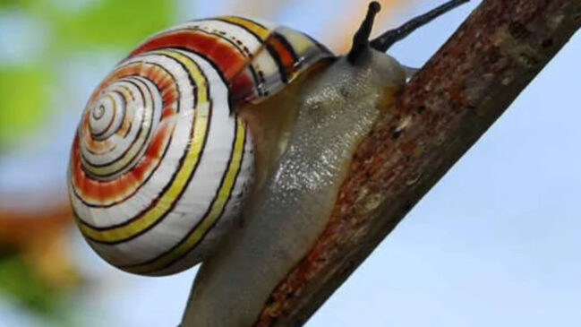 Esse visual chamativo é um enigma para os cientistas