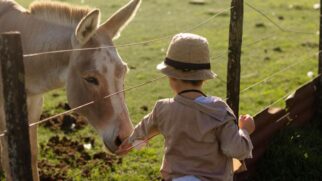 Lugares mágicos onde a criançada pode interagir com animais e aprender sobre a vida no campo