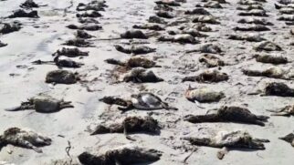 Antes de encalhar, esses animais estavam em sua rotina normal: nadando longas distâncias pelo alto mar em busca de pequenos peixes, lulas e crustáceos