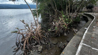 A ecobarreira atua como um filtro que retém lixo flutuante