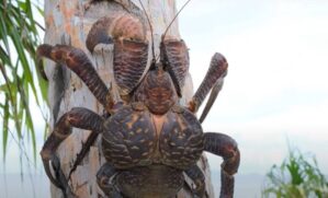Pescadores também demonstram apreensão, já que o caranguejo pode afetar outras espécies, competindo por alimentos