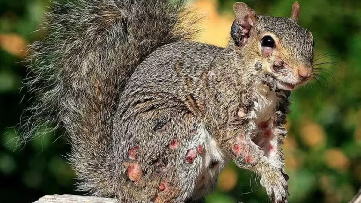 As imagens têm viralizado nas redes sociais