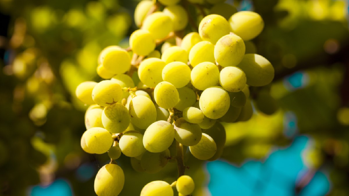 Seu aliado natural para combater o tempo e proteger seu corpo