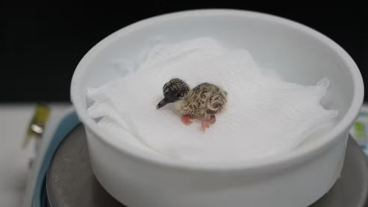 Há seis indivíduos dessa espécie no Parque das Aves, sendo dois casais reprodutivos / Divulgação