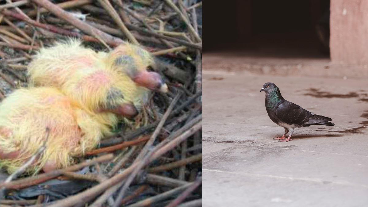 Mas, ao contrário do que possa parecer, há uma explicação bem lógica e científica para isso.