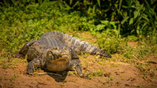 O animal provavelmente emboscava presas às margens dos rios e tinha uma dieta variada