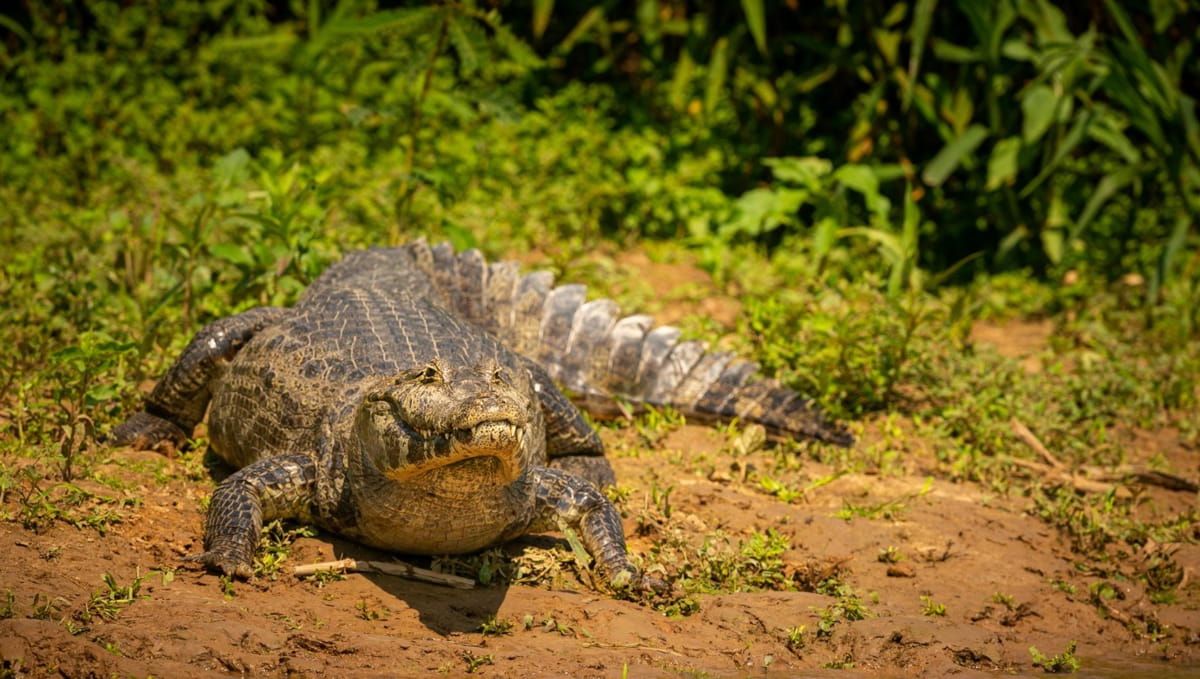 O animal provavelmente emboscava presas às margens dos rios e tinha uma dieta variada