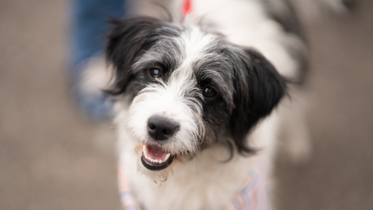 O movimento curioso dos cães esconde mais do que parece à primeira vista