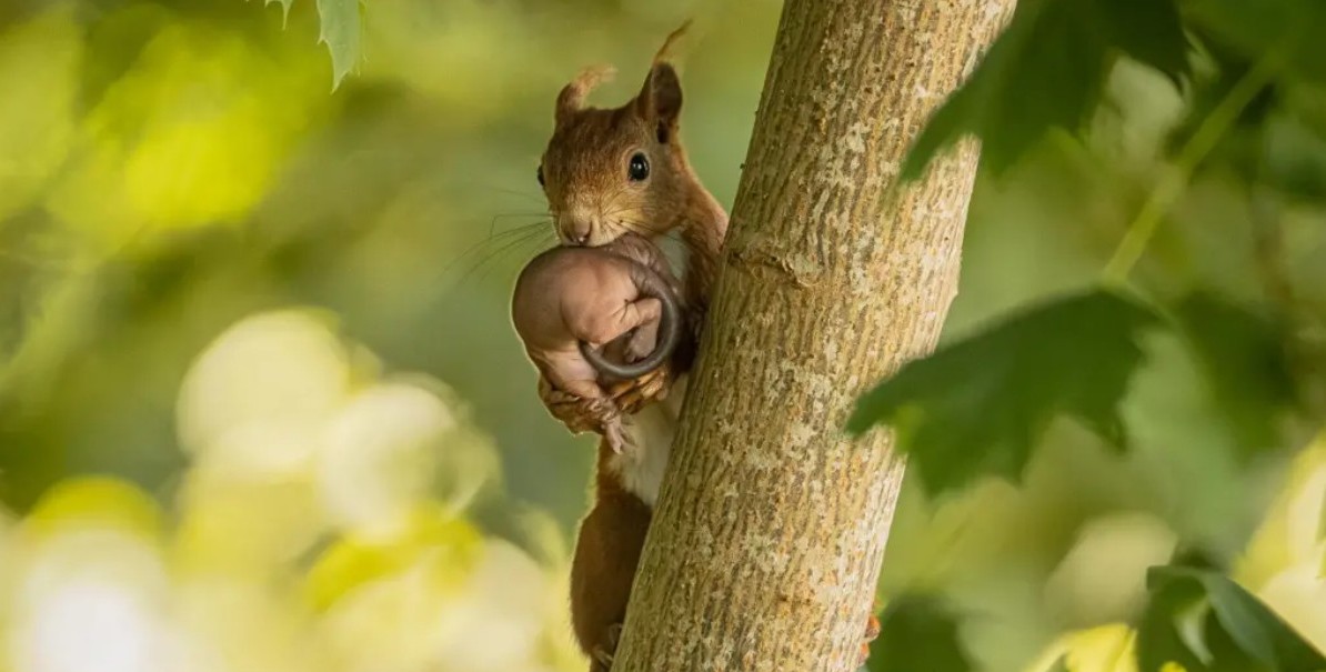 Fotógrafa só percebeu o que esquilo carregava nas patas quando deu um zoom