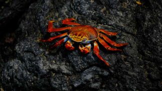A descoberta aconteceu durante uma expedição de pesquisa realizada próximo à costa do Chile