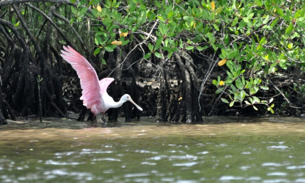 Cinco rios importantes do município terão projetos de desassoreamento e limpeza, reduzindo os impactos de enchentes e alagamentos que afetam moradores e comerciantes