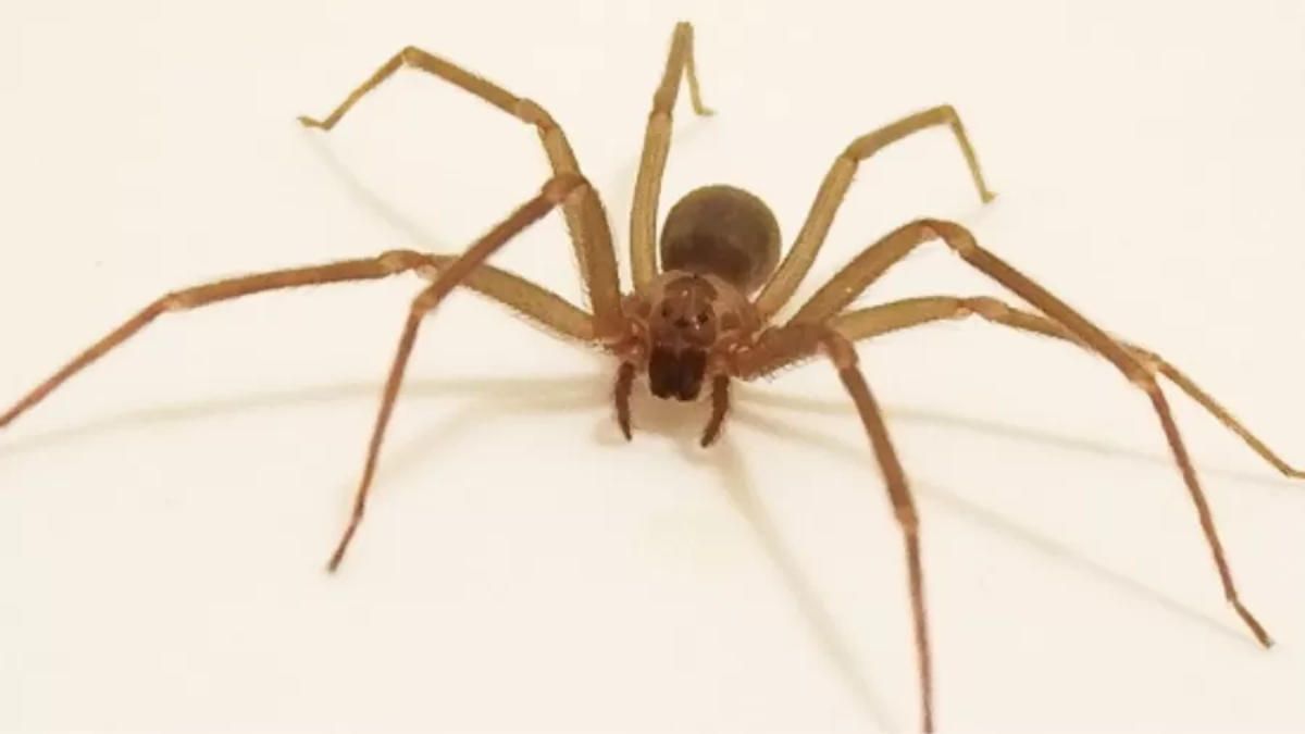 Discreta e de hábitos noturnos, a aranha-violinista prefere ambientes quentes e secos