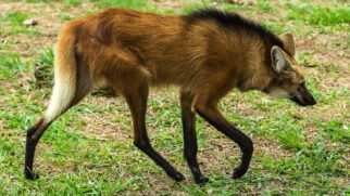 Os lobos-guará adoram essa frutinha