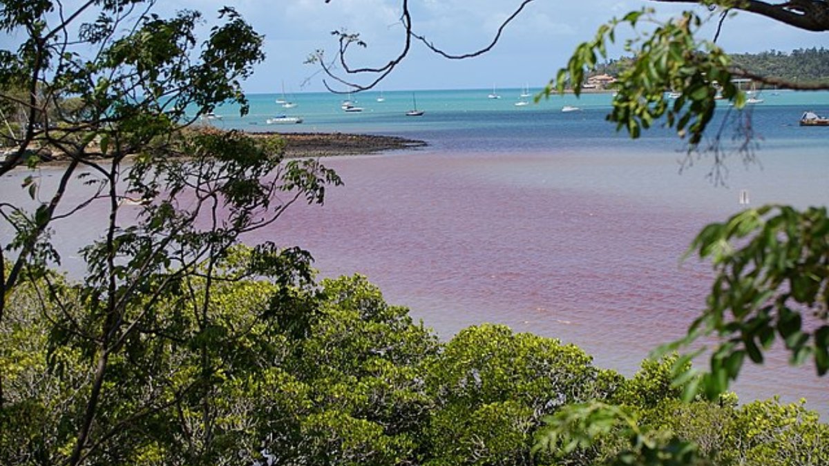 Maré vermelha é um fenômeno causado por algas marinhas que podem mudar a coloração da água