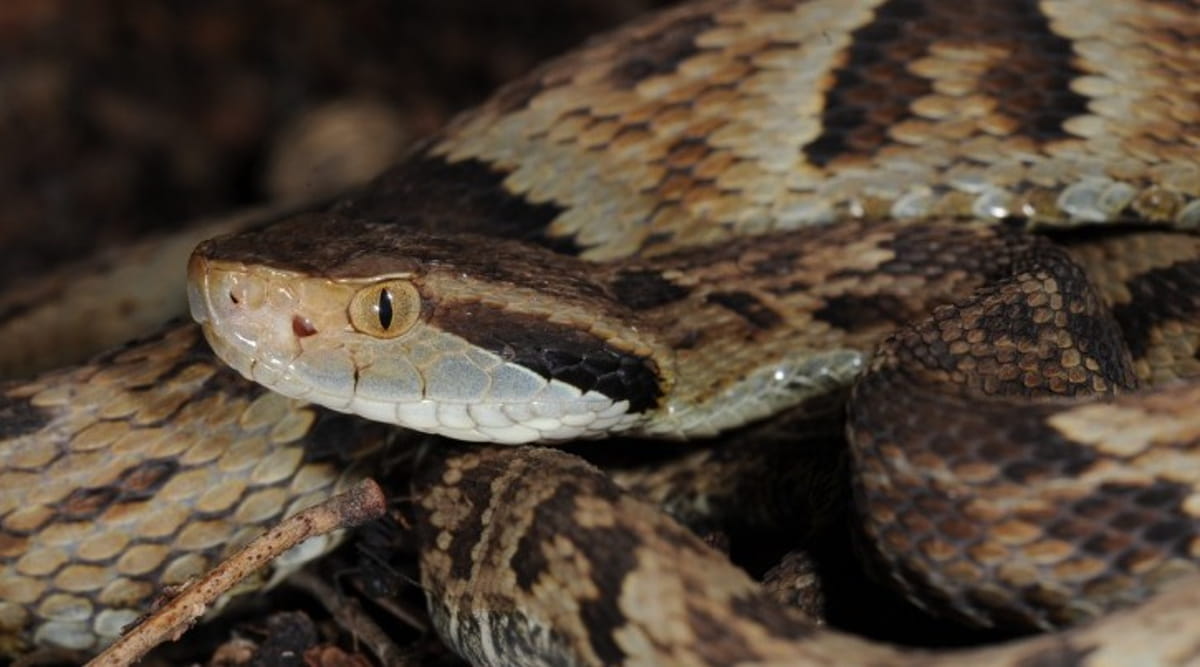 Essa tática aumenta as chances de sobrevivência, mesmo quando as "imitadoras" vivem em regiões diferentes das suas contrapartes venenosas