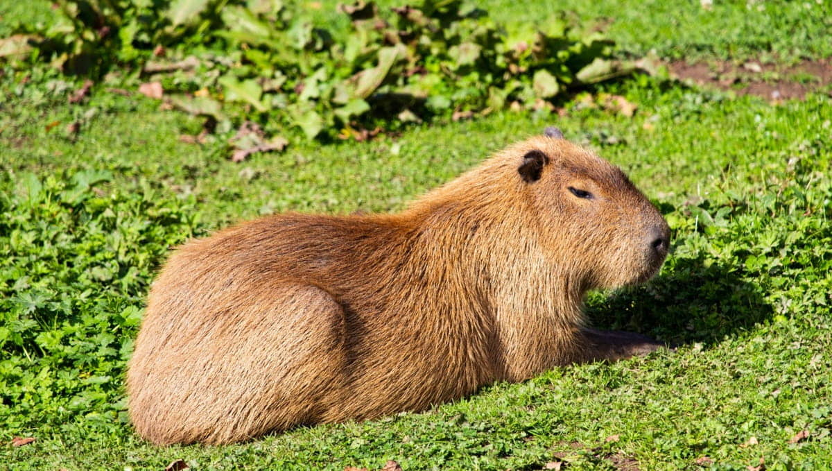 Embora seja uma modificação estética feita por meio de aplicativos de personalização, o "Modo Capivara" reflete uma tendência crescente no mundo da tecnologia