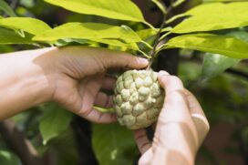 Fruta-do-conde se desenvolve em regiões quentes, com destaque para o Nordeste brasileiro