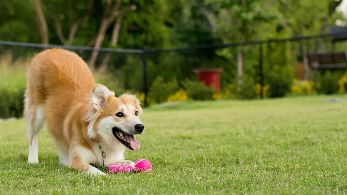 Acorrentar o animal só será permitido temporariamente, na falta de outro meio de contenção