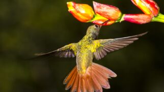 Pesquisa revela que até 6% das aves analisadas tinham sexo genético diferente da anatomia