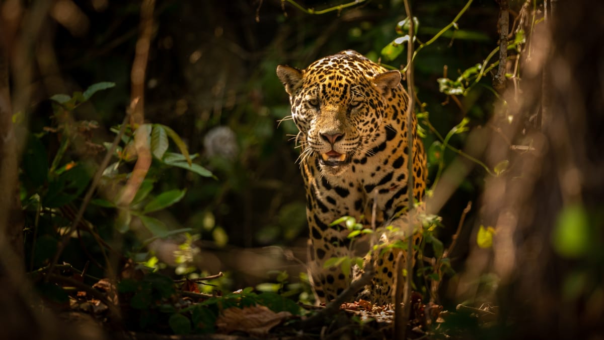 Conhecida cientificamente como Panthera onca, a onça-pintada é o maior felino das Américas / Freepik/vladimircech