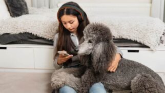 O poodle gigante é um cachorro grande ótimo para se ter em casa