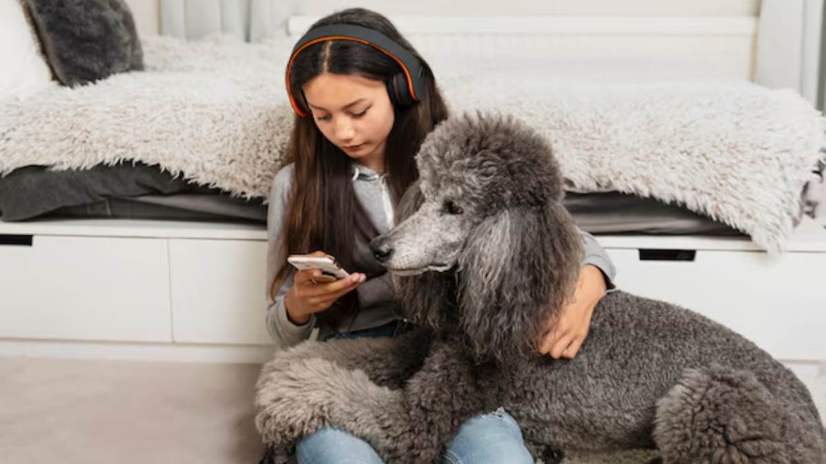 O poodle gigante é um cachorro grande ótimo para se ter em casa