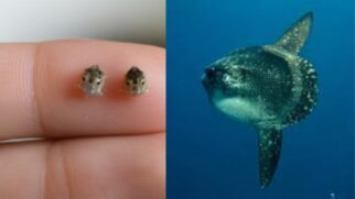 Apesar de sua aparência colossal, este peixe é um gigante gentil. Ele se alimenta de águas-vivas e flutua pacificamente perto da superfície. Um verdadeiro mistério do oceano