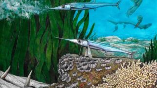 Os pesquisadores estimam que o peixe media entre 8 e 10 centímetros, apresentava cabeça longa, corpo delgado e pequenos espinhos neurais