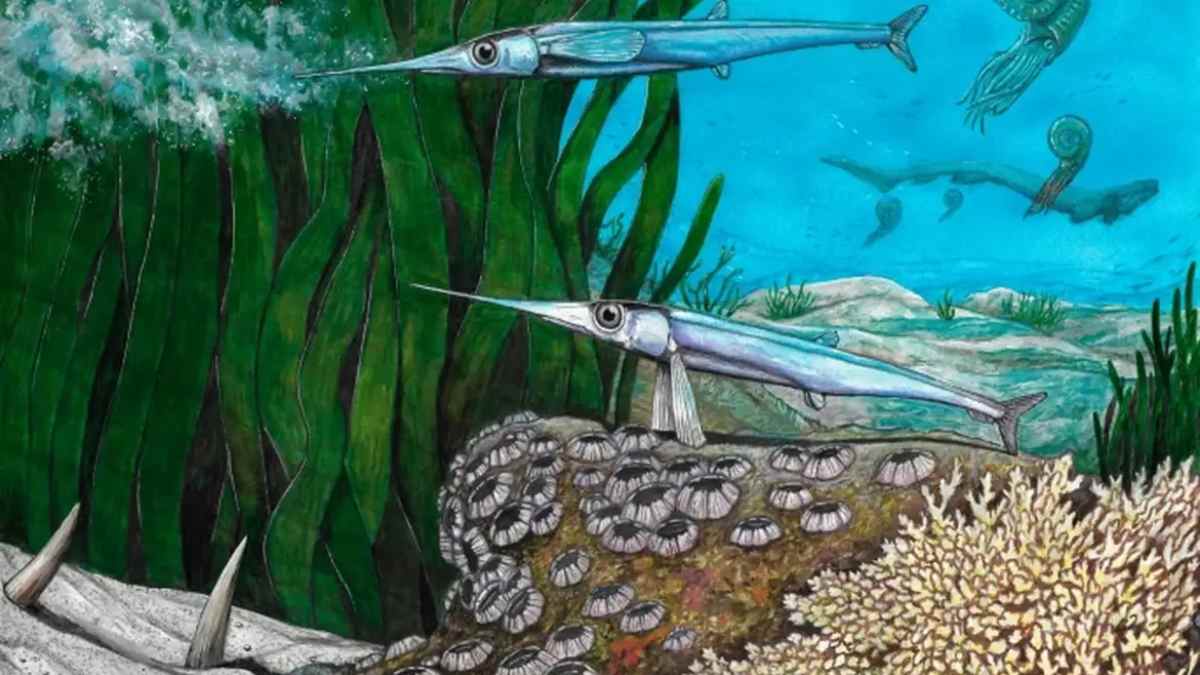 Os pesquisadores estimam que o peixe media entre 8 e 10 centímetros, apresentava cabeça longa, corpo delgado e pequenos espinhos neurais