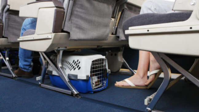 Cães e gatos podem viajar na cabine, mas apenas se respeitarem o peso máximo permitido