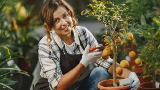 Dê um toque verde à sua casa e colha frutas deliciosas o ano todo